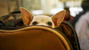 Sezóna prázdnin v plném proudu: 5 tipů, jak přepravovat psa v letadle